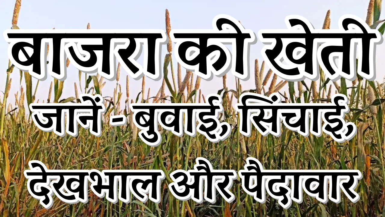 Bajra Ki Kheti