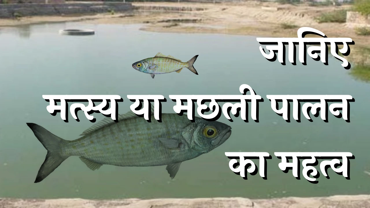Machhali Palan Ka Mahatva